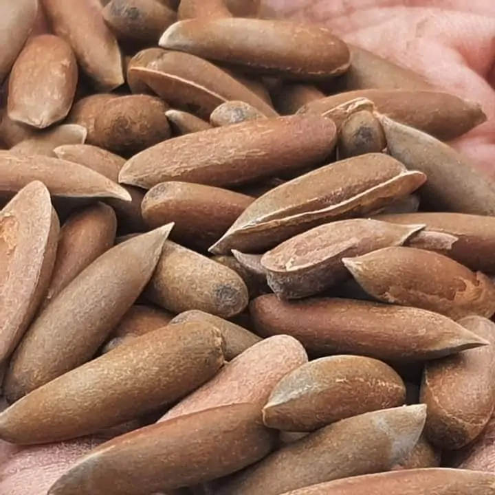 Pine Nuts (چلغوزہ)